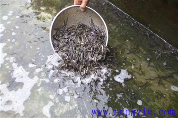 培育魚苗、魚種的方法