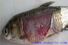 淡水魚(yú)細(xì)菌性爛鰓病如何治療，用什么藥防治？
