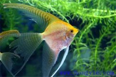 常見的較易飼養(yǎng)的熱帶魚品種有哪些？