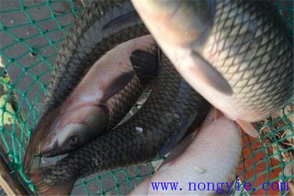草魚、青魚親魚秋培技術(shù)與方法