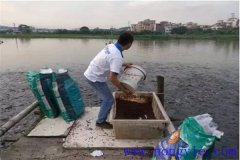 怎樣提高魚飼料的利用率？