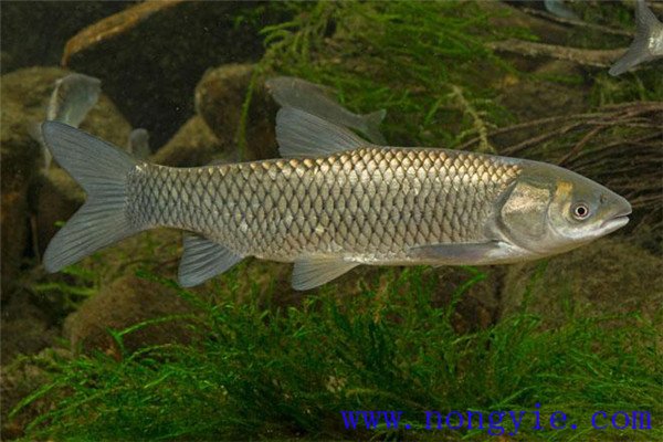 鰱、鳙、草魚