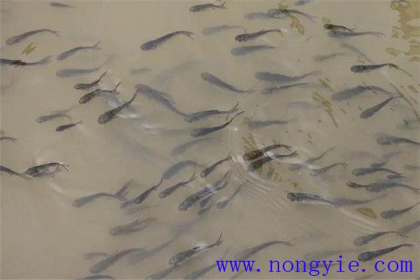 魚種、秋花和春片