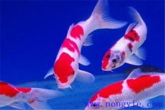 在水族箱中喂養(yǎng)錦鯉要注意些什么？