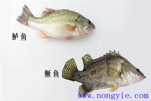 鱖魚、烏鱧、加州鱸
