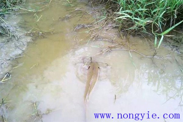 怎樣利用小山塘、魚池、坑凼培育魚苗、魚種