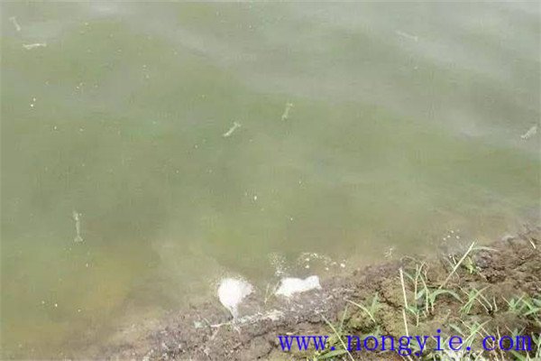 施肥要注意改善魚苗、魚種池水質(zhì)