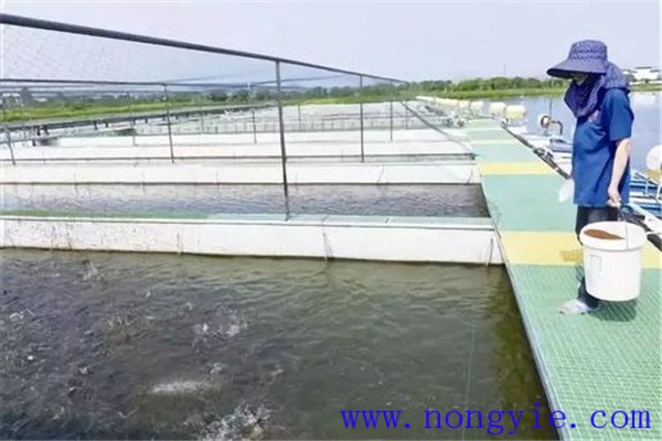 保證飼料質(zhì)量、掌握好投喂量