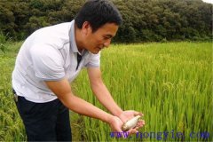 稻田養(yǎng)魚為什么不普及，其限制性因素有哪些？