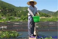 投喂配合餌料養(yǎng)魚應(yīng)注意什么問(wèn)題