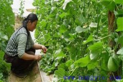 厚皮甜瓜整枝方式、整枝技術(shù)要點與注意事項