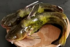 如何宰殺黃骨魚、怎么清洗，怎么挑選黃骨魚