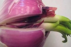 洋蔥發(fā)芽能不能吃，怎么避免洋蔥發(fā)芽？