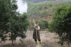 砂糖桔著色期如何施肥，著色期的管理重點(diǎn)簡(jiǎn)介
