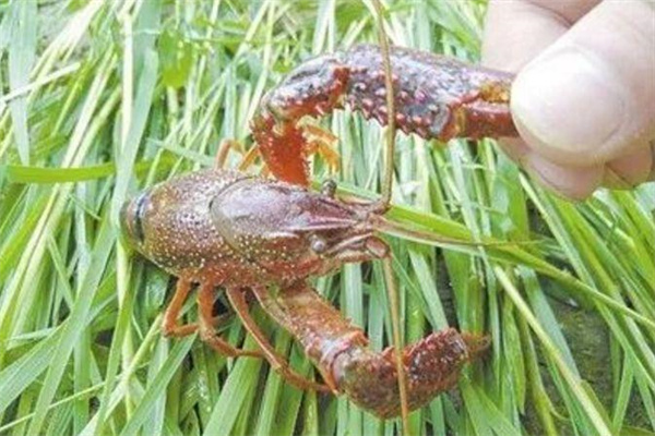 針對(duì)小龍蝦的攝食特點(diǎn)，科學(xué)投喂