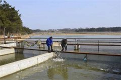 養(yǎng)蝦池能否混養(yǎng)魚類，哪些魚類可與蝦混養(yǎng)