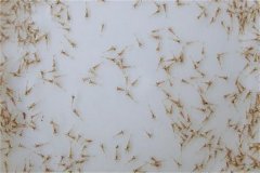 怎樣養(yǎng)好蝦，對當前養(yǎng)蝦業(yè)發(fā)展的幾點看法