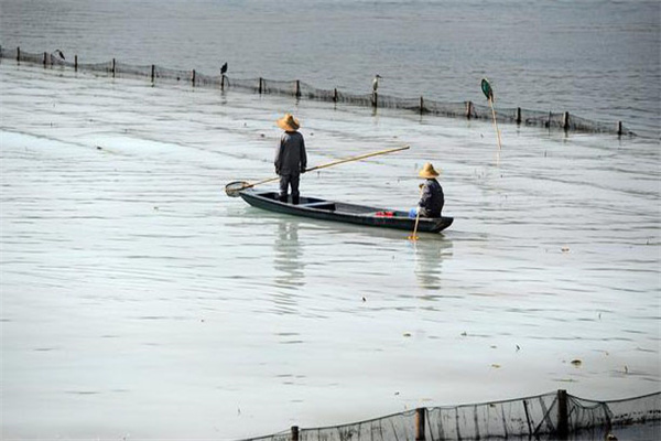清除野雜魚，減少爭(zhēng)食者