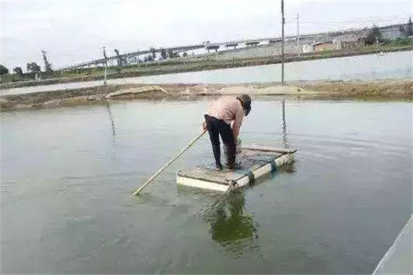 對蝦對溫度、鹽度的適應是怎樣的
