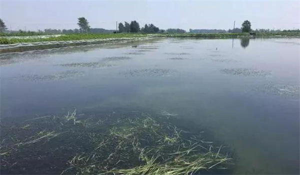 凈化、穩(wěn)定水質(zhì)