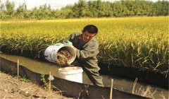 稻田養(yǎng)蟹怎樣控制餌料投放？