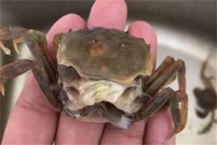 海水蟹類(lèi)脫殼期死亡的原因是什么，如何處理？