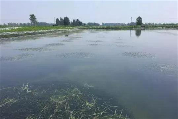 栽種水草，嚴(yán)格管護(hù)