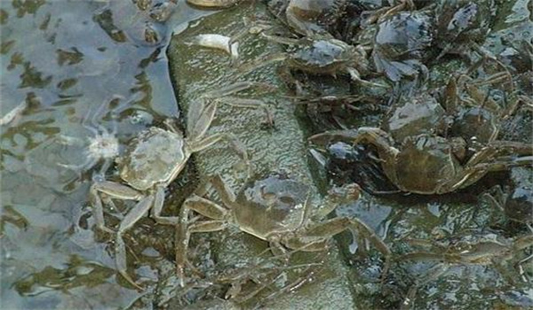 個(gè)體健壯、無(wú)病害