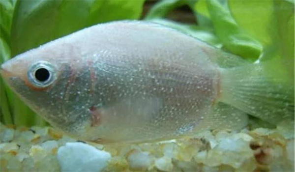 魚(yú)病防治的特殊性