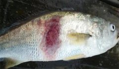 腸炎病，豎鱗病等細(xì)菌性魚病防治技術(shù)問答