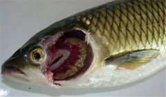 魚類爛鰓病的病因是什么，有哪些癥狀表現(xiàn)？