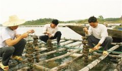 河蚌怎樣采捕、運輸與暫養(yǎng)
