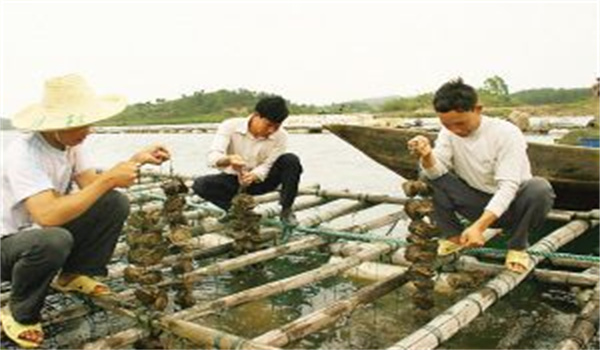 河蚌怎樣采捕、運(yùn)輸與暫養(yǎng)