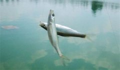釣到的白條魚能養(yǎng)活嗎？釣白條魚要注意什么？