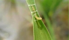 稻縱卷葉螟用什么藥防治，其發(fā)生規(guī)律是什么？