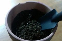 如何正確使用多菌靈 需注意什么，用多了會怎樣