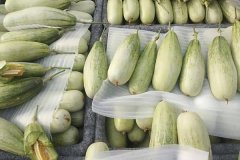 羊角蜜甜瓜什么時間成熟上市，怎么看熟不熟？