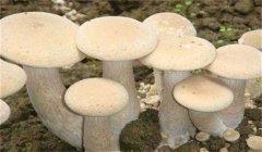 食用菌有哪些營養(yǎng)類型:腐生性、共生性、寄生性