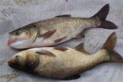 鳙魚和鰱魚的區(qū)別，鳙魚和鰱魚如何搭配放養(yǎng)