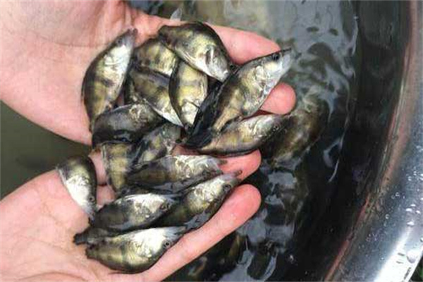 如何提高鱖魚(yú)育種成活率