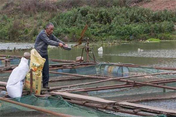 吉富品系羅非魚(yú)養(yǎng)殖管理技術(shù)