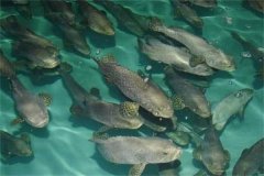 目前石斑魚的養(yǎng)殖品種、養(yǎng)殖方式情況介紹