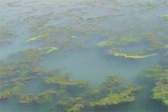 龍蝦池塘中的青苔怎么處理，怎么快速清除干凈
