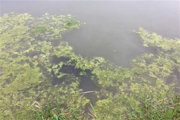 龍蝦死亡會(huì)漂浮水面嗎？