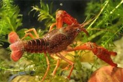 養(yǎng)龍蝦用什么飼料最好 養(yǎng)殖龍蝦需要注意什么？
