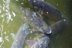 吊養(yǎng)草魚、鳙魚養(yǎng)殖經(jīng)驗總結(jié)