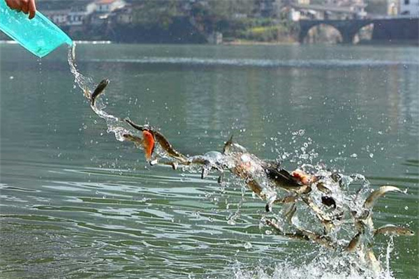 如何掌握好魚苗安全下塘、提高魚苗成活率