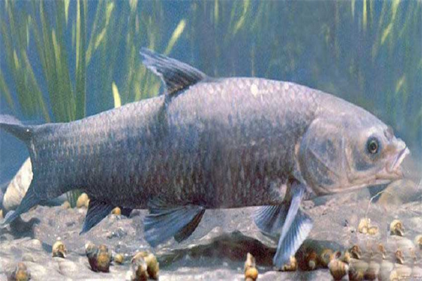 青魚催產(chǎn)劑的種類、劑量和注射方法