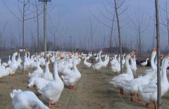 皖西白鵝養(yǎng)殖場地如何選擇、如何飼養(yǎng)與管理？