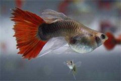 孔雀魚多久繁殖一次，它生產小魚前有何預兆？